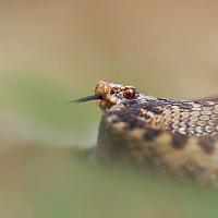 2011 (4) APRIL Female Adder 